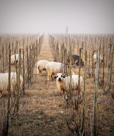 Moutons éco pâturage