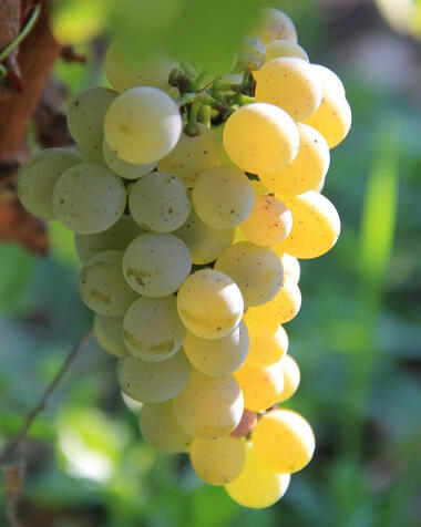 Grappe raisin Blanc